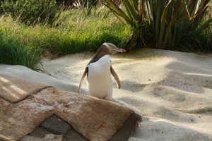 Wild Life Tour i Dunedin, med pingvinar, sjøløver og sel (og visstnok ein heil gjeng sjeldne fuglar, men det var ikkje så spennande eigentleg
